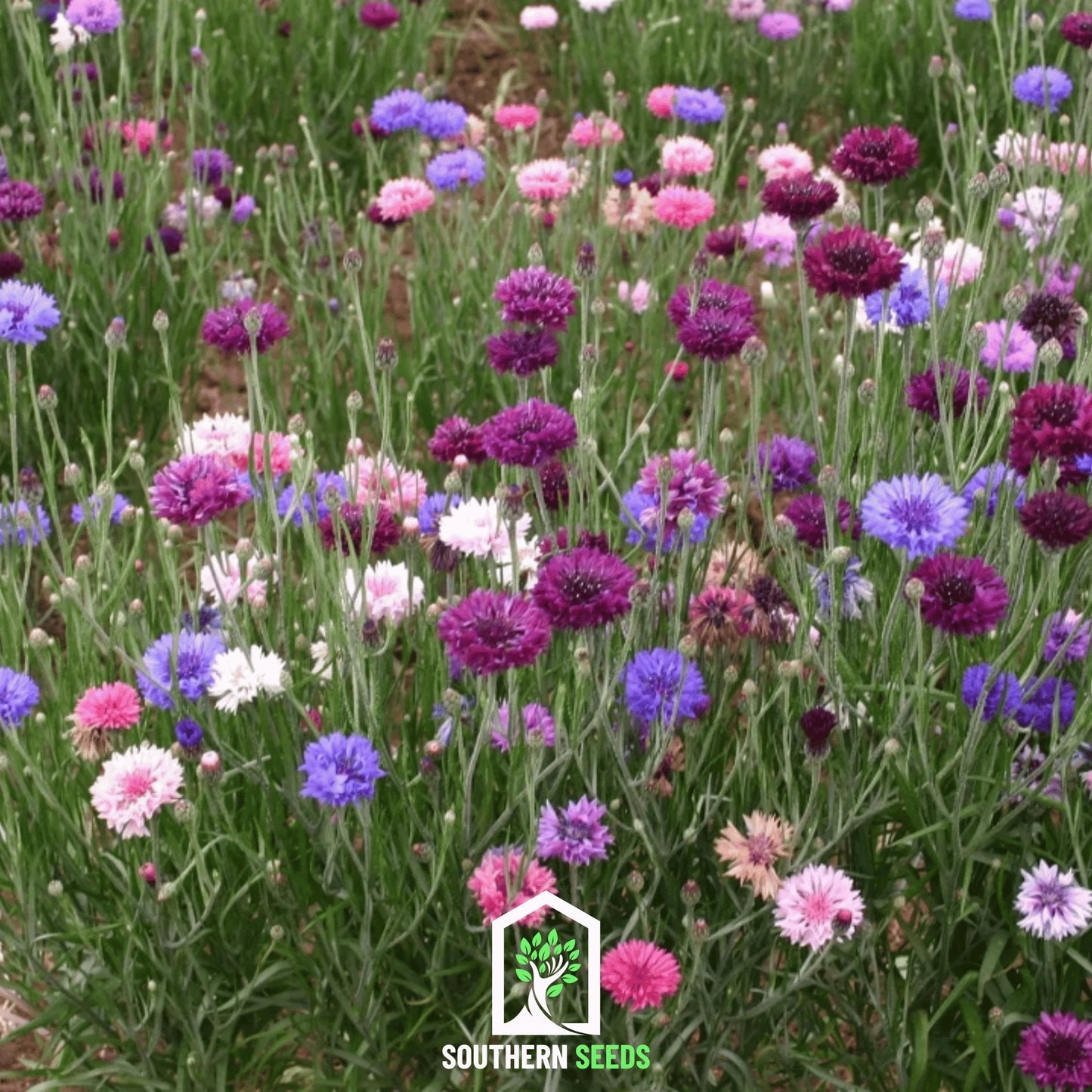 Colorful cornflower mix with vibrant blue and purple blooms, 100 seeds from Southern Seeds, ideal for garden flower beds.