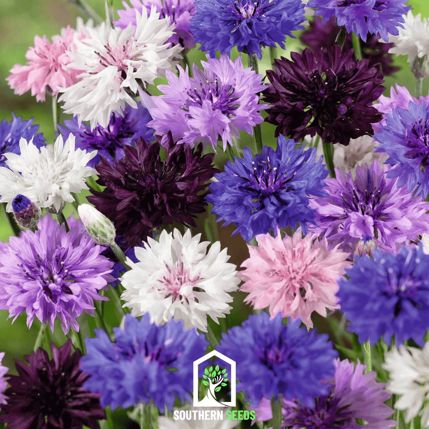 Cornflower Mix by Southern Seeds, showing vibrant blue and purple cornflower blooms with a handful of seeds in the image.