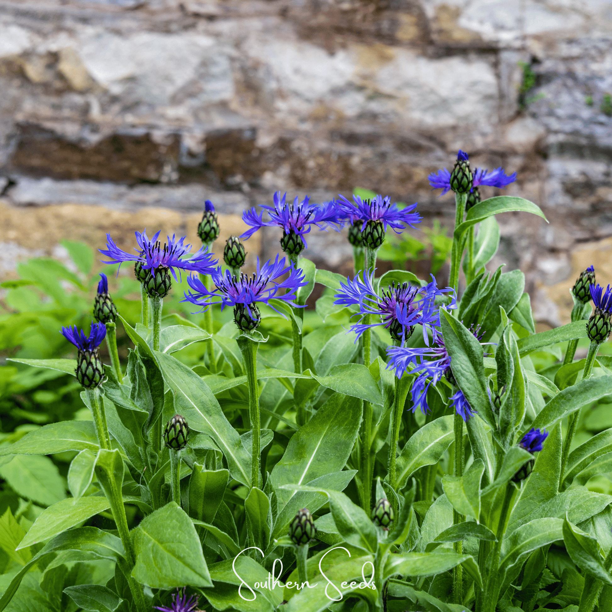 Montana Cornflower seeds from Southern Seeds, showing 30 seed packets for planting colorful garden flowers.