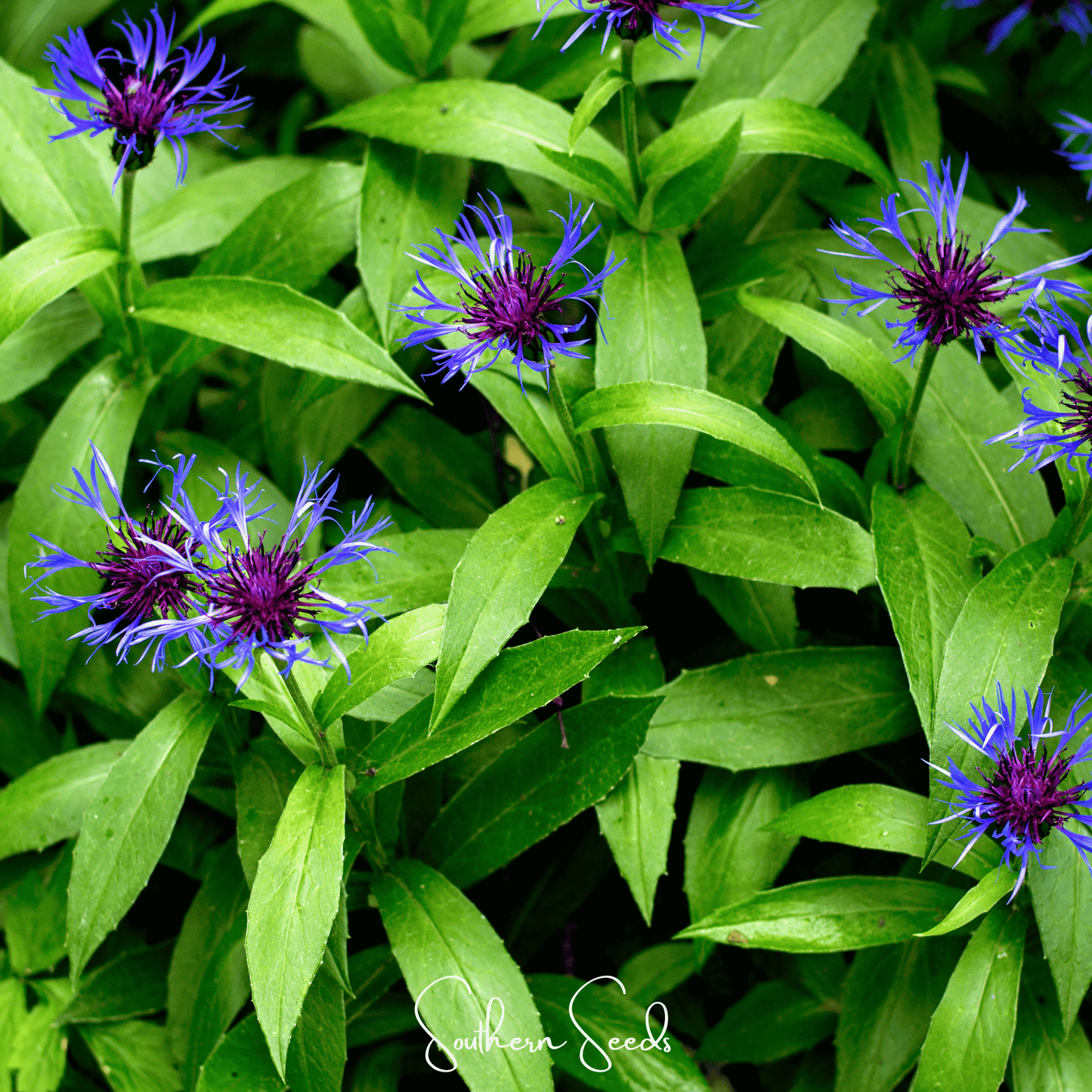 Montana Cornflower seeds from Southern Seeds, showing 30 sunflower seeds with blue petals and green stems on a white background.