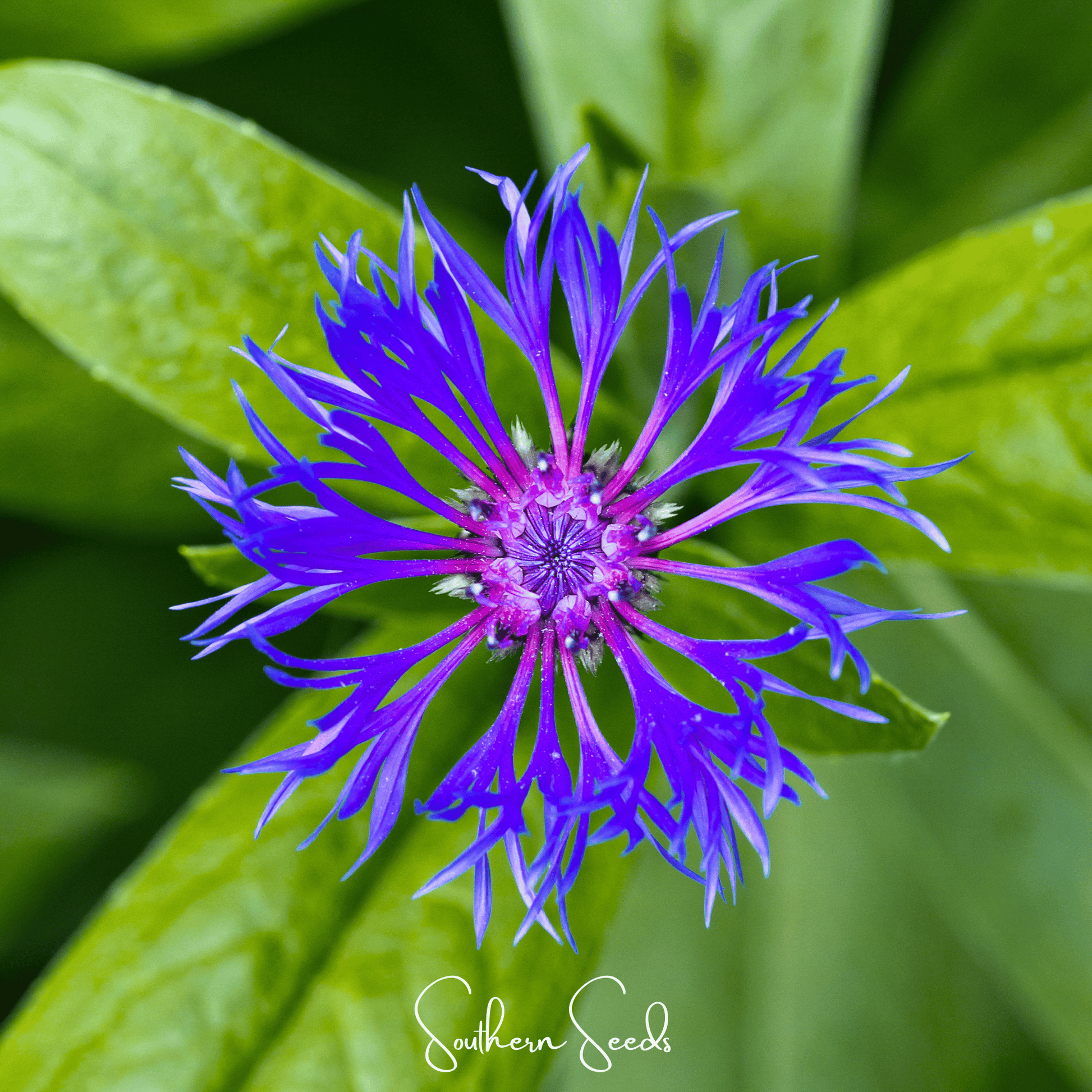 Montana Cornflower seeds from Southern Seeds, showing a packet of 30 seeds for planting vibrant blue flowers.