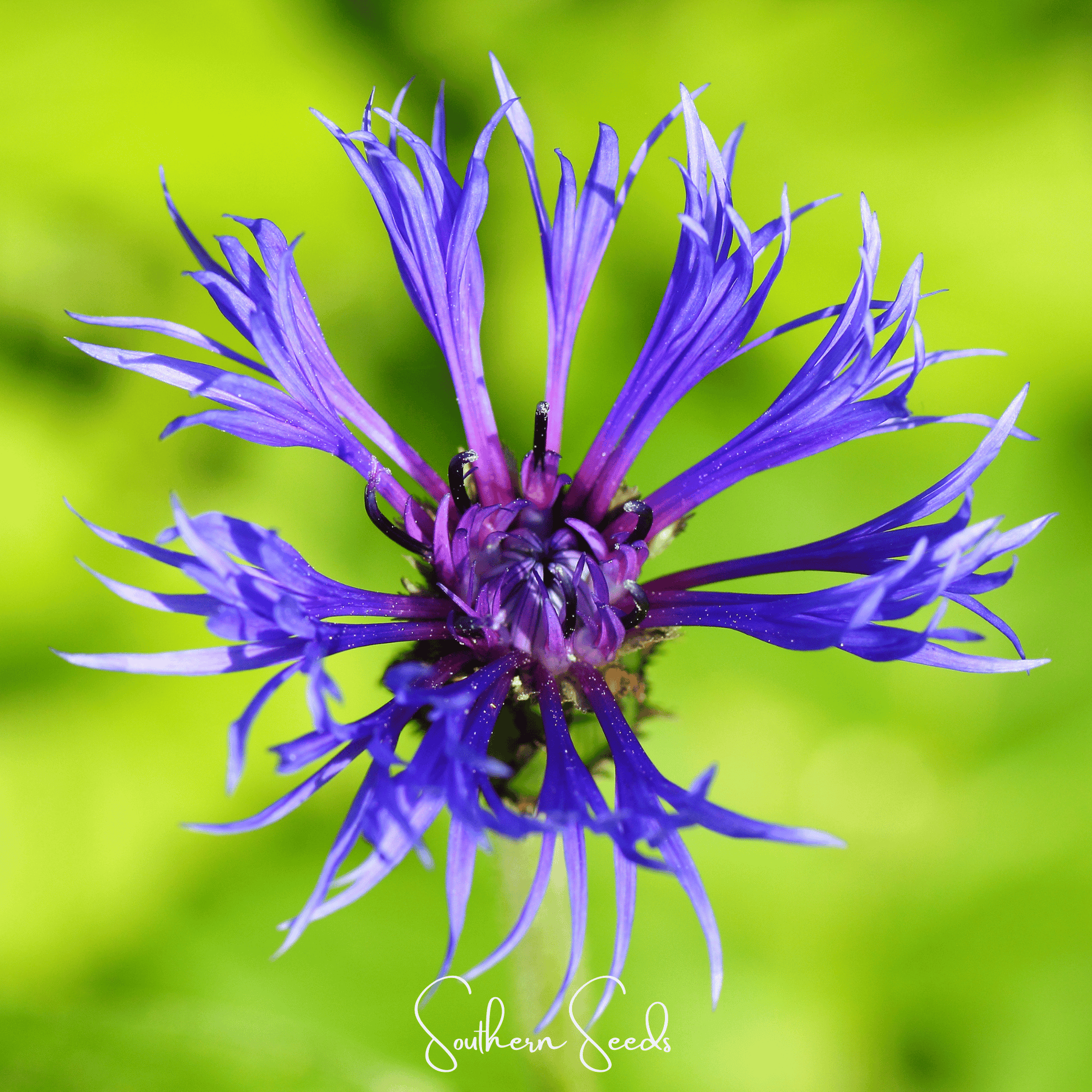 Montana Cornflower seeds from Southern Seeds, featuring 30 small, vibrant blue flower seeds for garden planting.