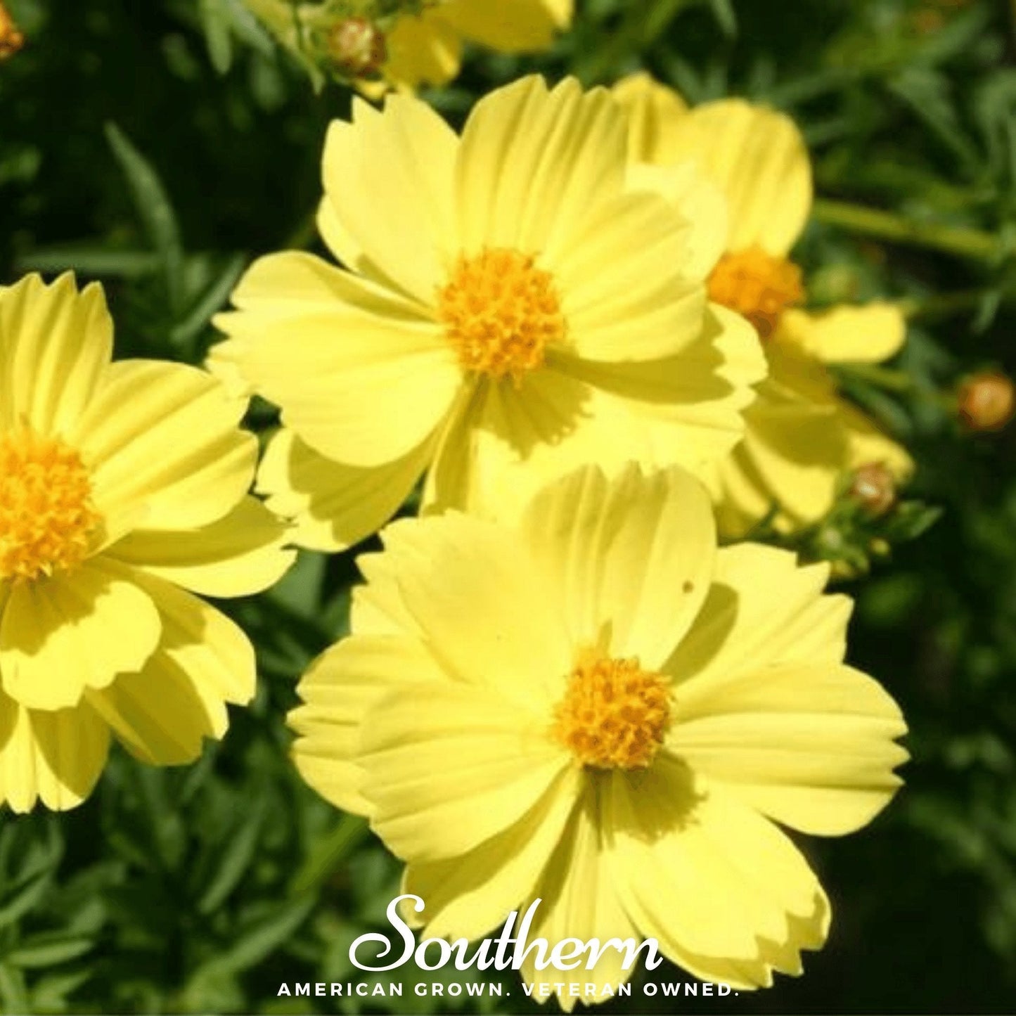 Lemon Sulphur Dwarf Cosmos flower with bright yellow petals and green foliage, 100 seeds from Southern Seeds.