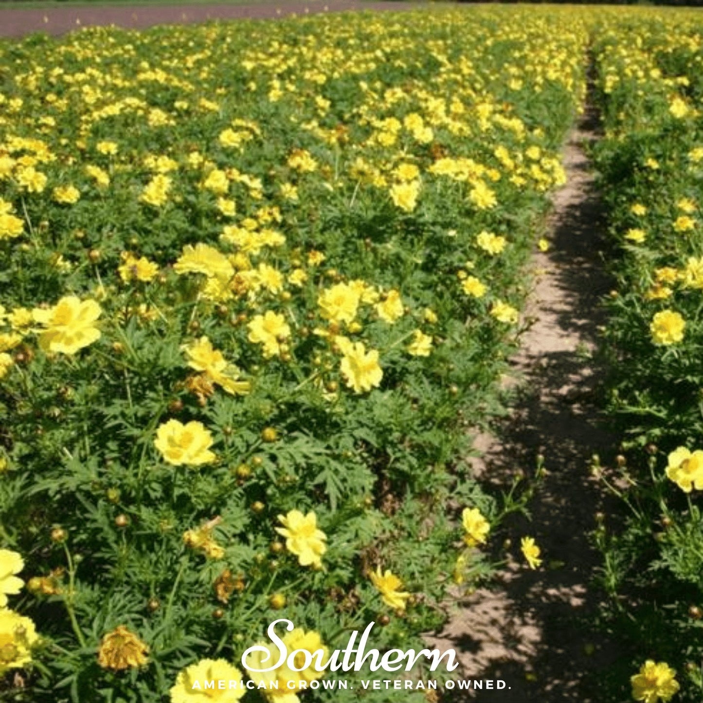 Lemon Sulphur Dwarf Cosmos flowers with bright yellow petals and green foliage, 100 seeds from Southern Seeds.