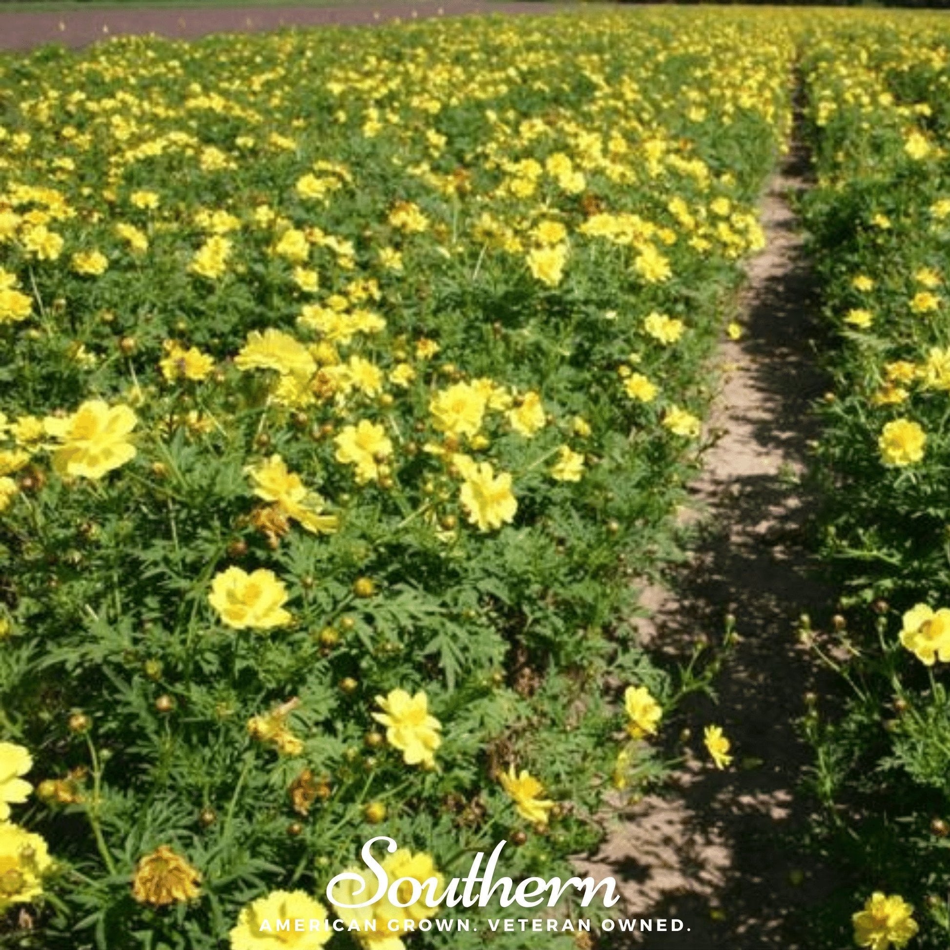 Lemon Sulphur Dwarf Cosmos flowers with bright yellow petals and green foliage, 100 seeds from Southern Seeds.