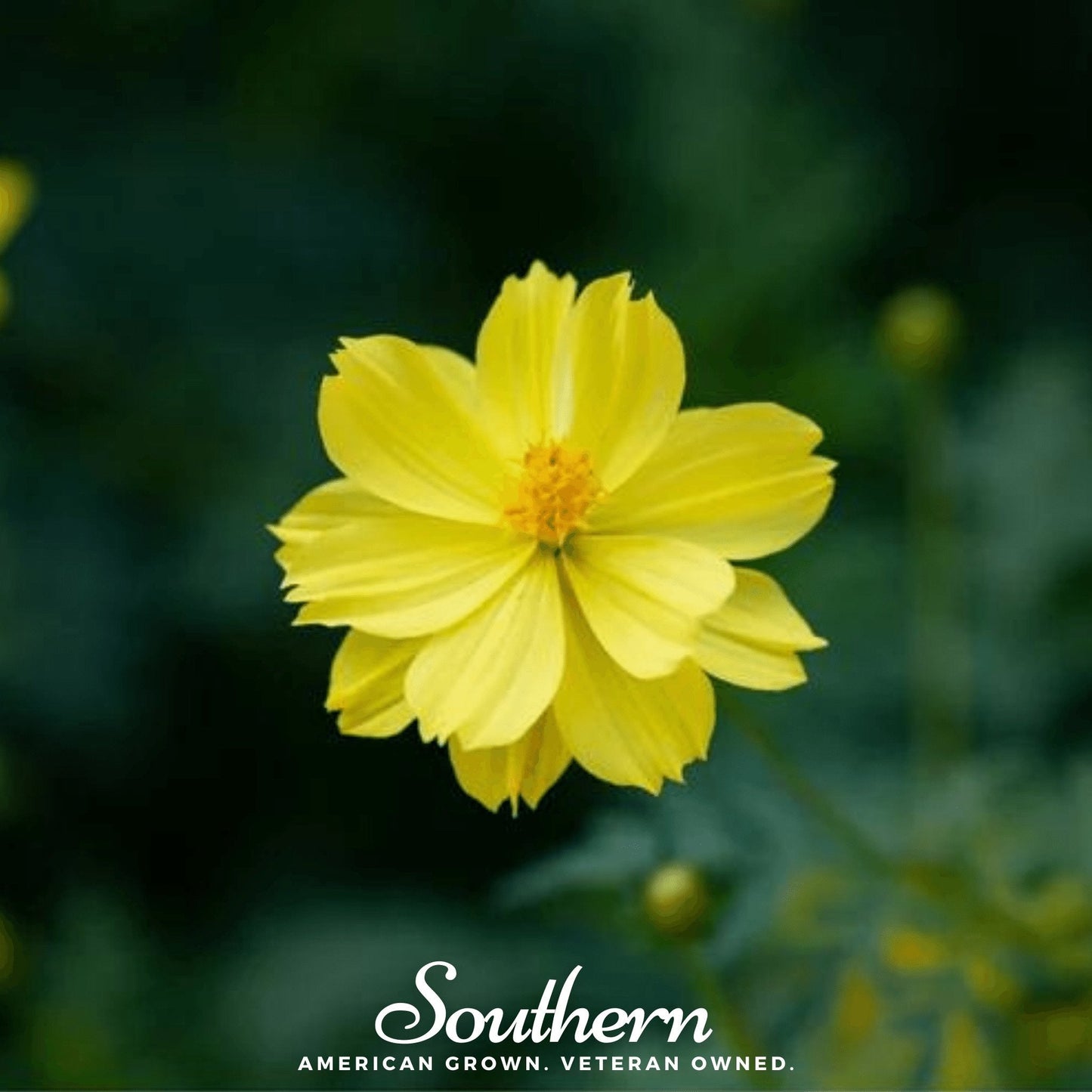 Lemon Sulphur Dwarf Cosmos flower with bright yellow petals, 100 seeds from Southern Seeds, for garden planting
