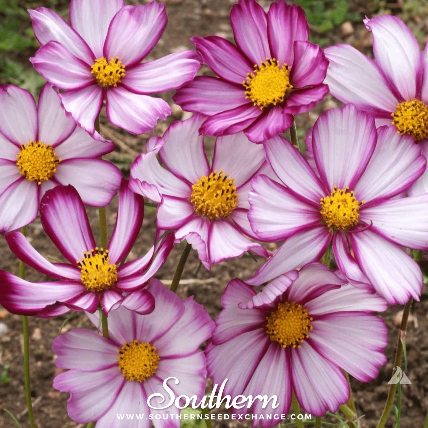 Picotee Cosmos plant from Southern Seeds, showing vibrant pink and white cosmos bipinnatus flowers with lush green foliage.