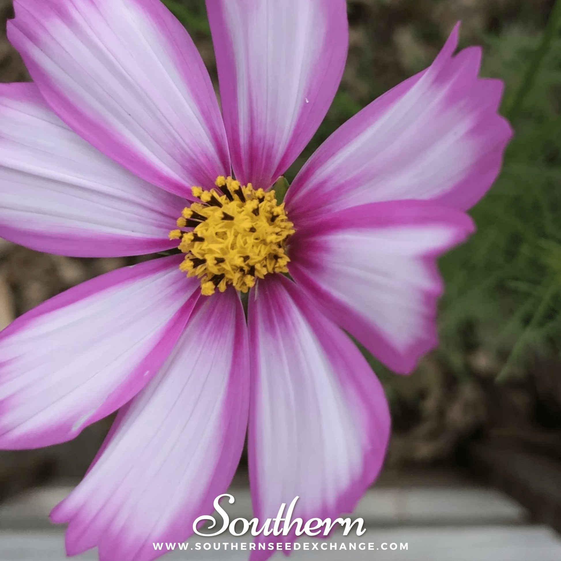 Picotee Cosmos flowers from Southern Seeds, showing vibrant pink and white petals of Cosmos bipinnatus Picotee variety.