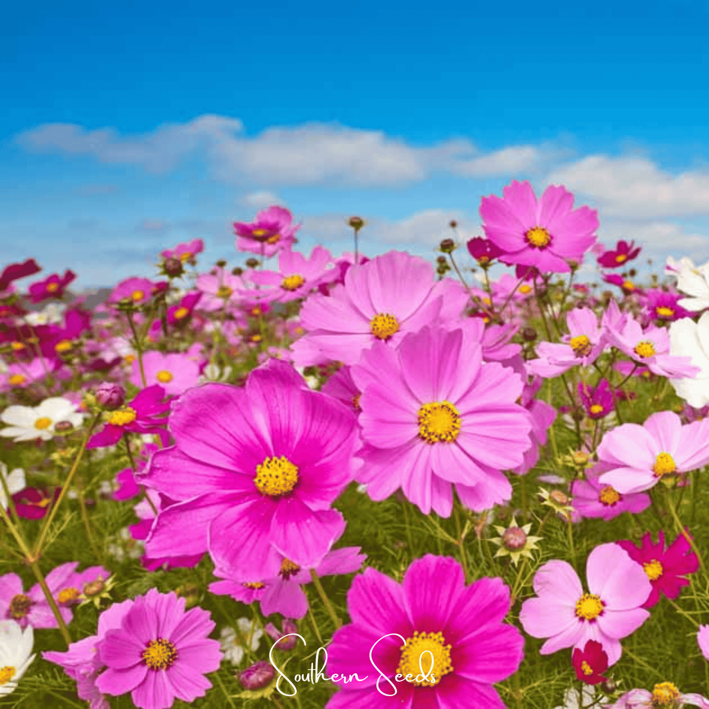 Radiance Cosmos seeds by Southern Seeds, showing vibrant pink and white cosmos bipinnatus flower seeds for planting.