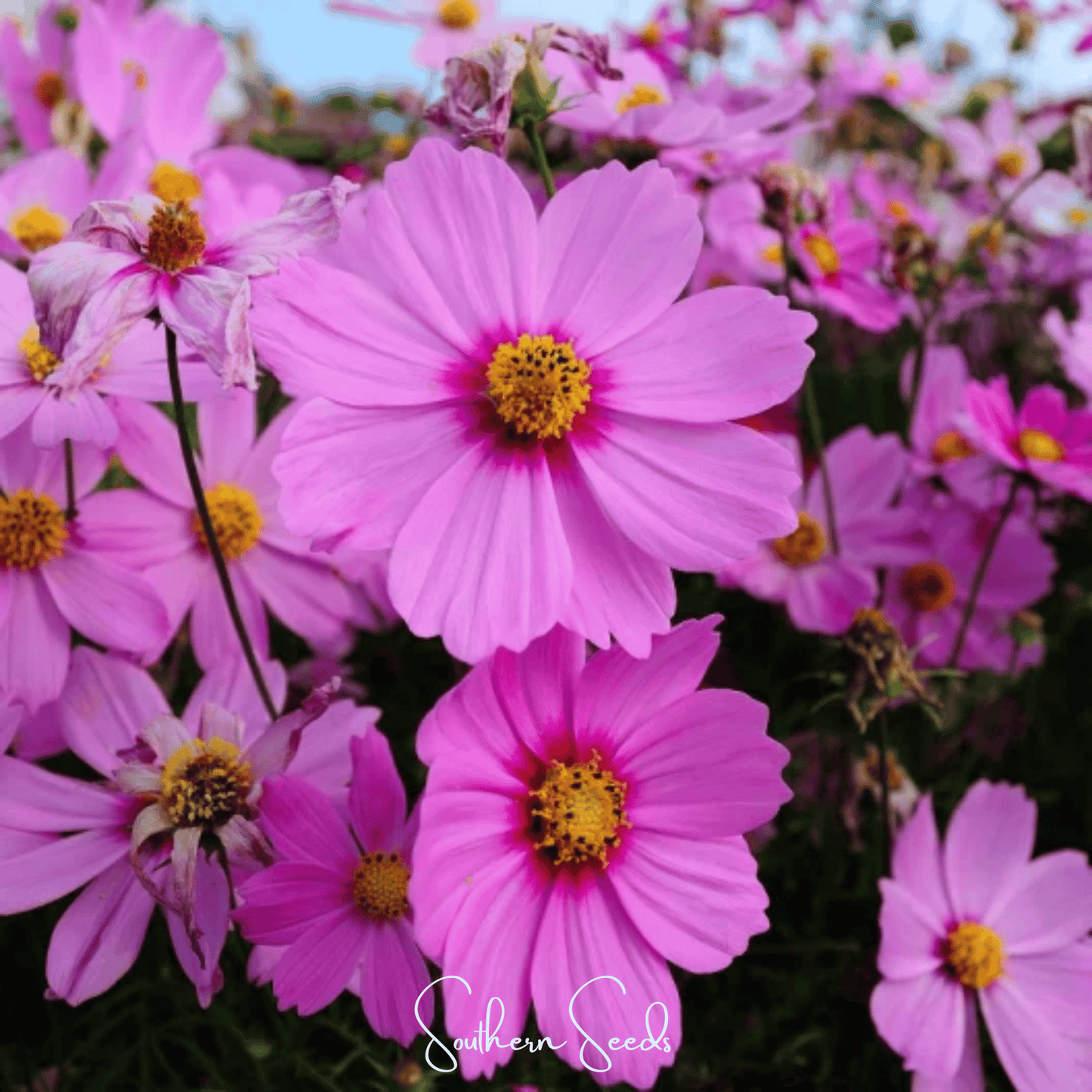 Cosmos Radiance seeds by Southern Seeds, showing 100 vibrant cosmos bipinnatus flower seeds for gardening and planting.