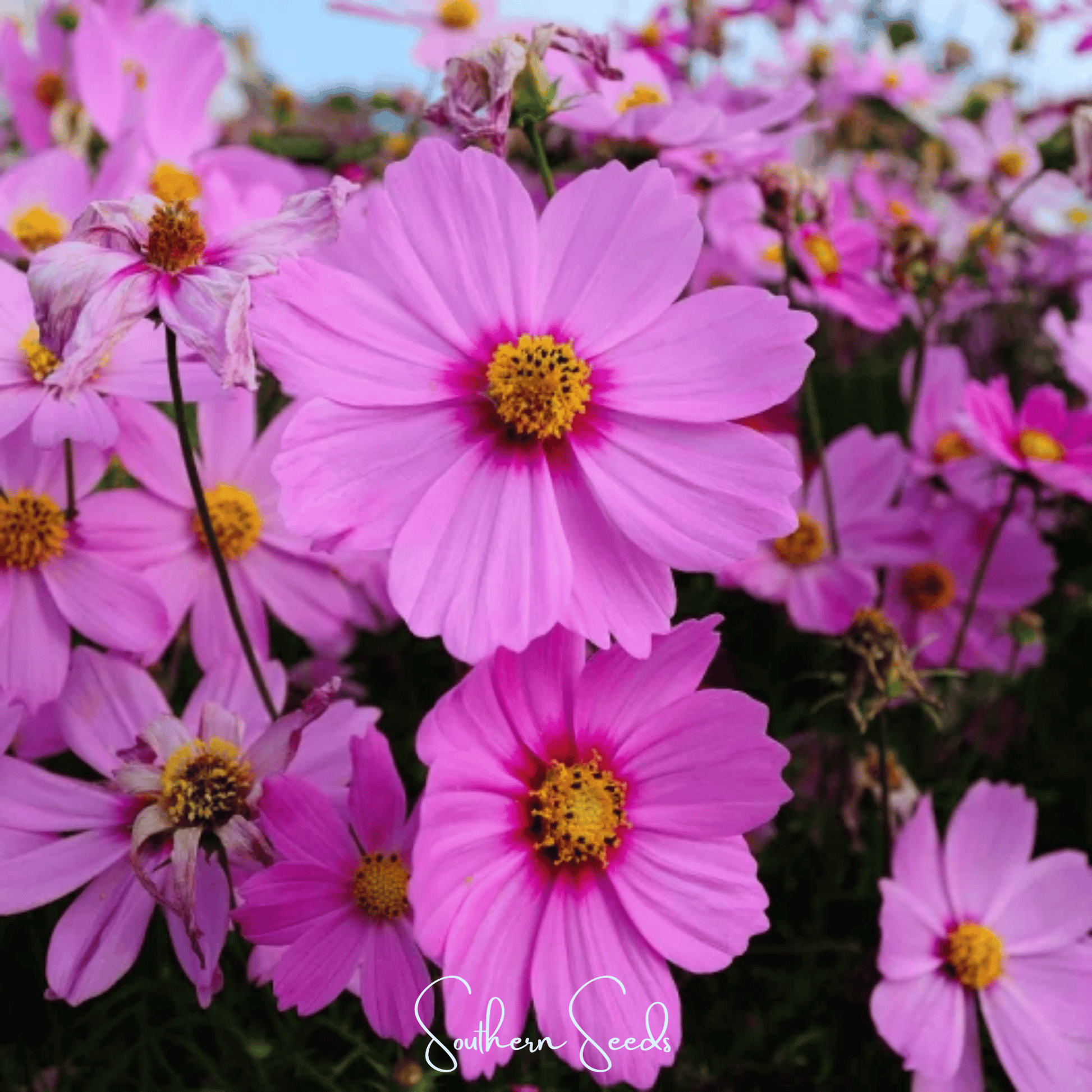 Cosmos Radiance seeds by Southern Seeds, showing 100 vibrant cosmos bipinnatus flower seeds for gardening and planting.