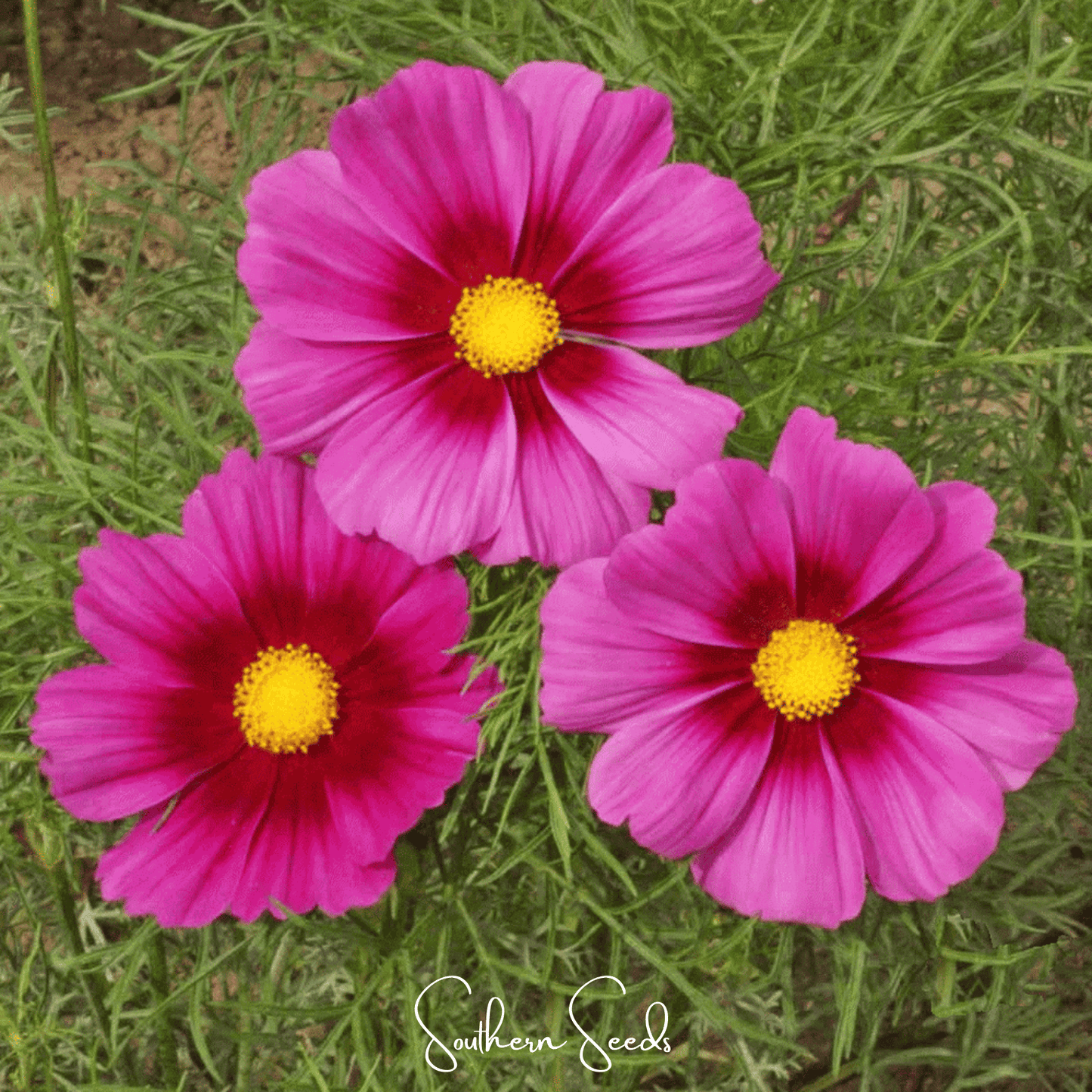 Radiance Cosmos seeds by Southern Seeds, showing 100 vibrant cosmos bipinnatus flower seeds ready for planting.