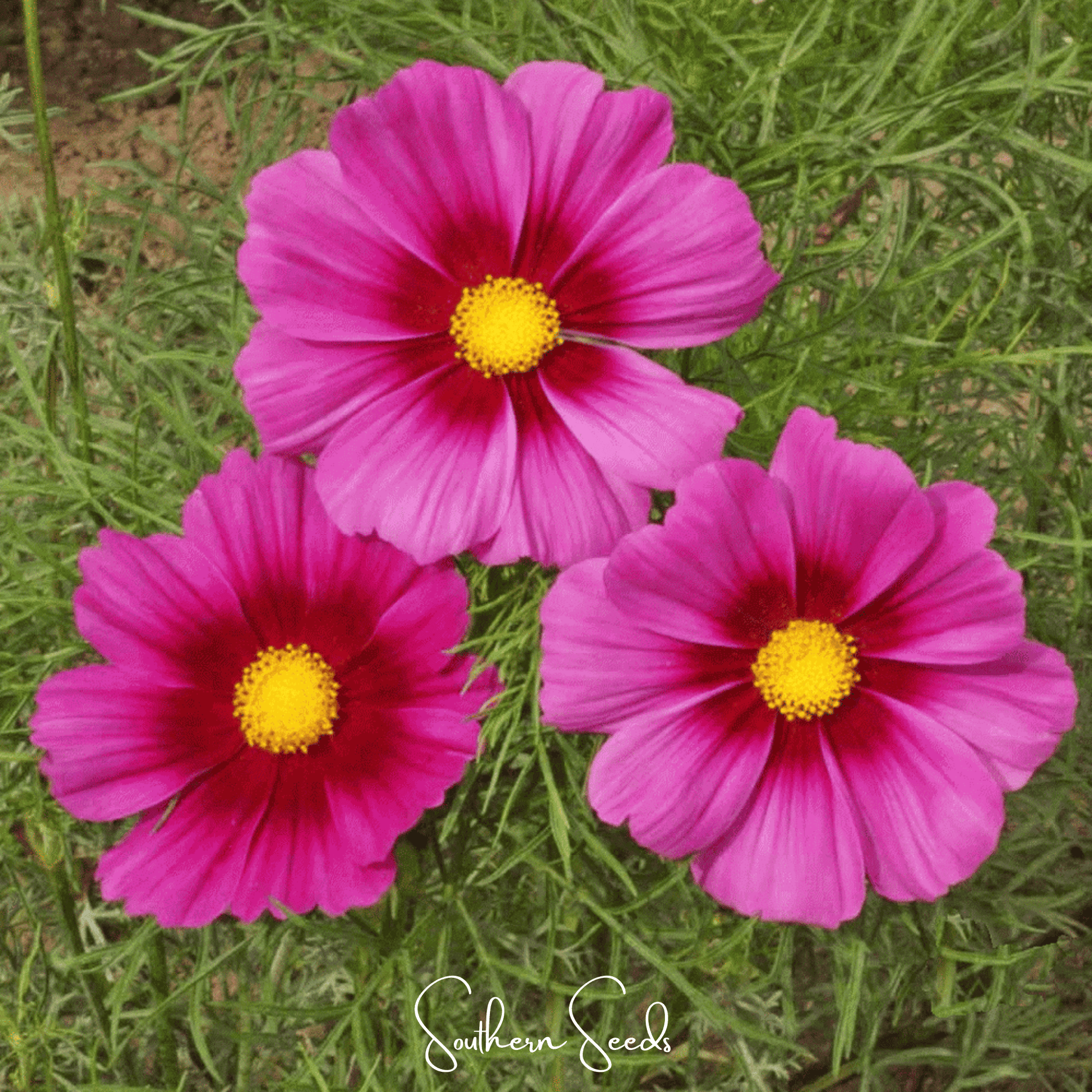 Radiance Cosmos seeds by Southern Seeds, showing 100 vibrant cosmos bipinnatus flower seeds ready for planting.