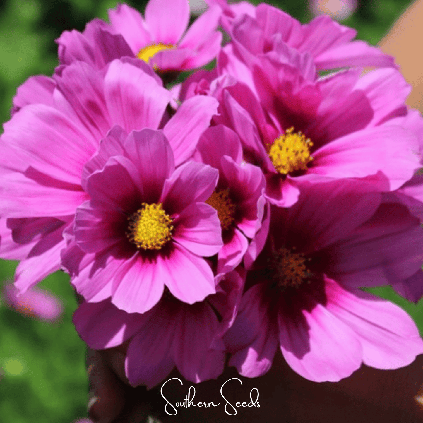 Cosmos Radiance seeds by Southern Seeds, 100 seeds of vibrant bipinnatus cosmos flowers for gardening and planting.