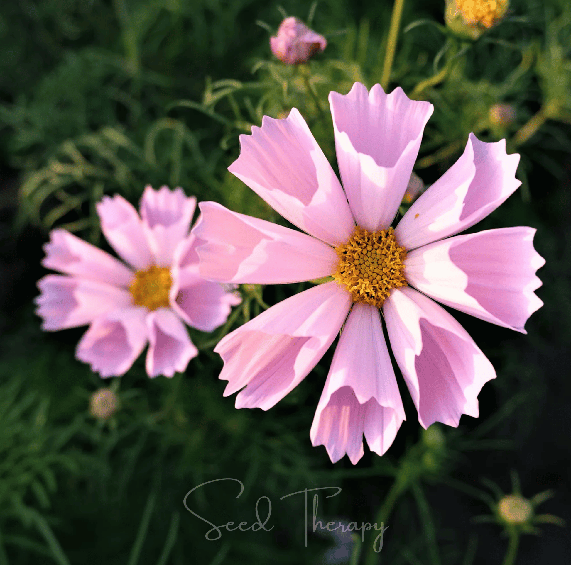 Sea Shells Cosmos seeds packet showing 100 seeds for planting, vibrant cosmos flower variety by Southern Seeds.