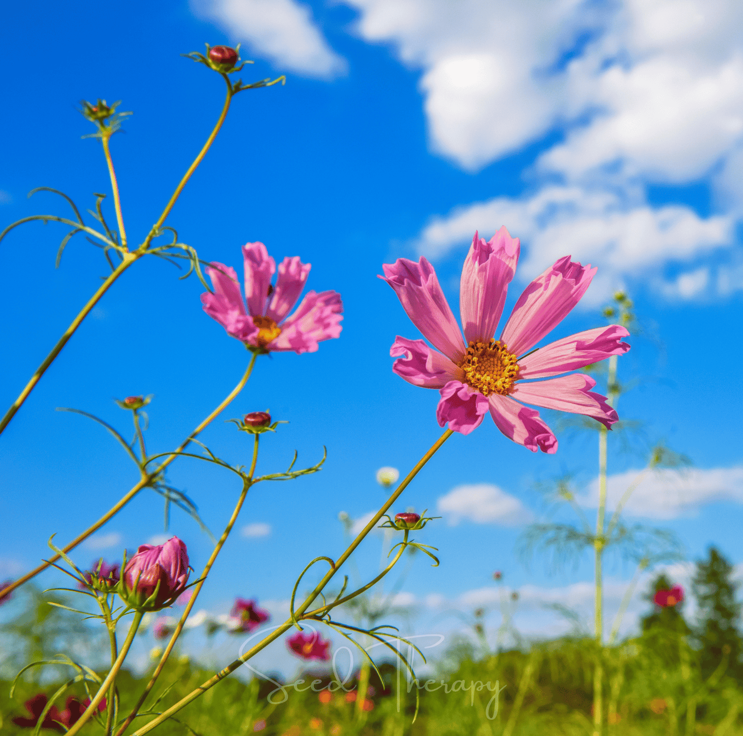 Sea Shells Cosmos seeds packet showing 100 seeds for planting, featuring cosmos bipinnatus variety by Southern Seeds.
