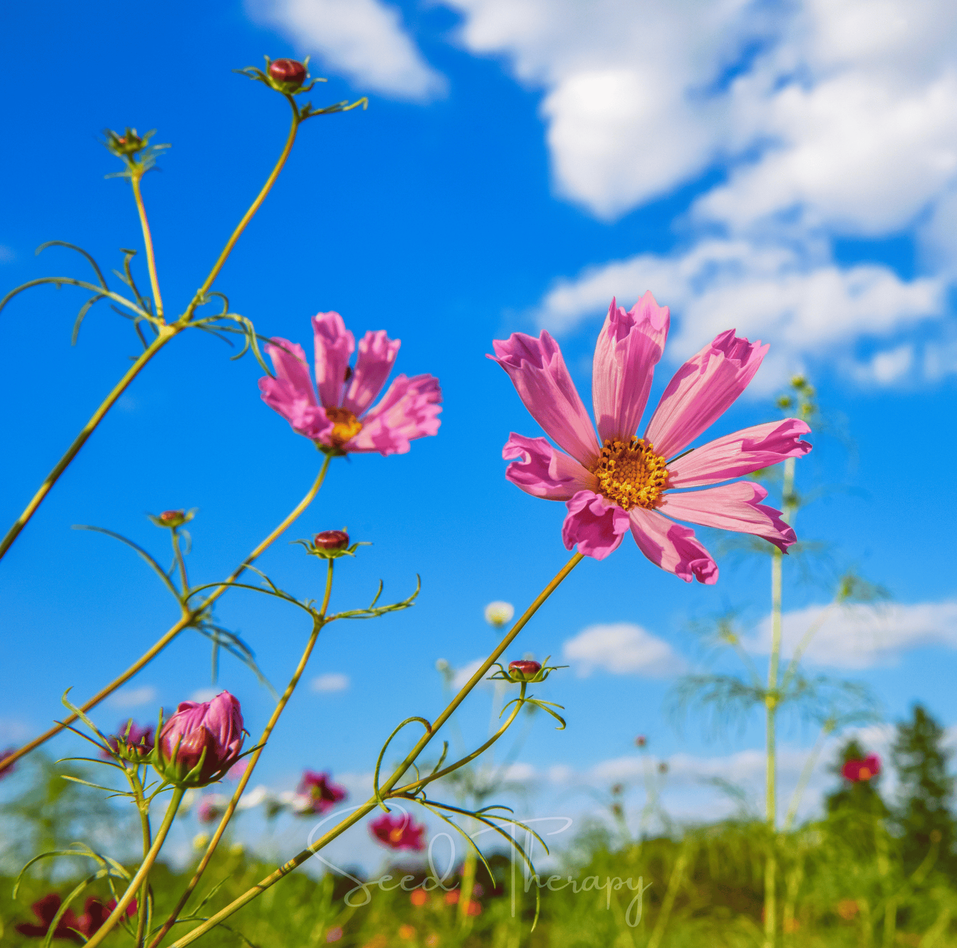 Sea Shells Cosmos seeds packet showing 100 seeds for planting, featuring cosmos bipinnatus variety by Southern Seeds.