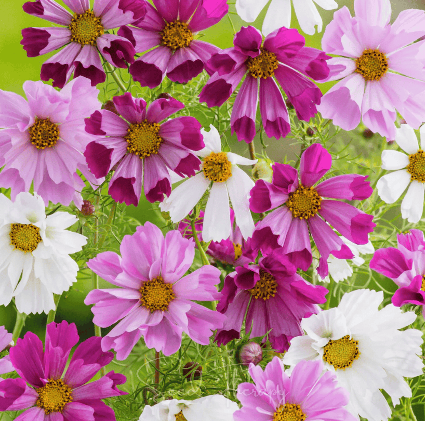 Sea Shells Cosmos seeds packet showing vibrant cosmos bipinnatus flowers, ideal for garden planting and floral decoration.