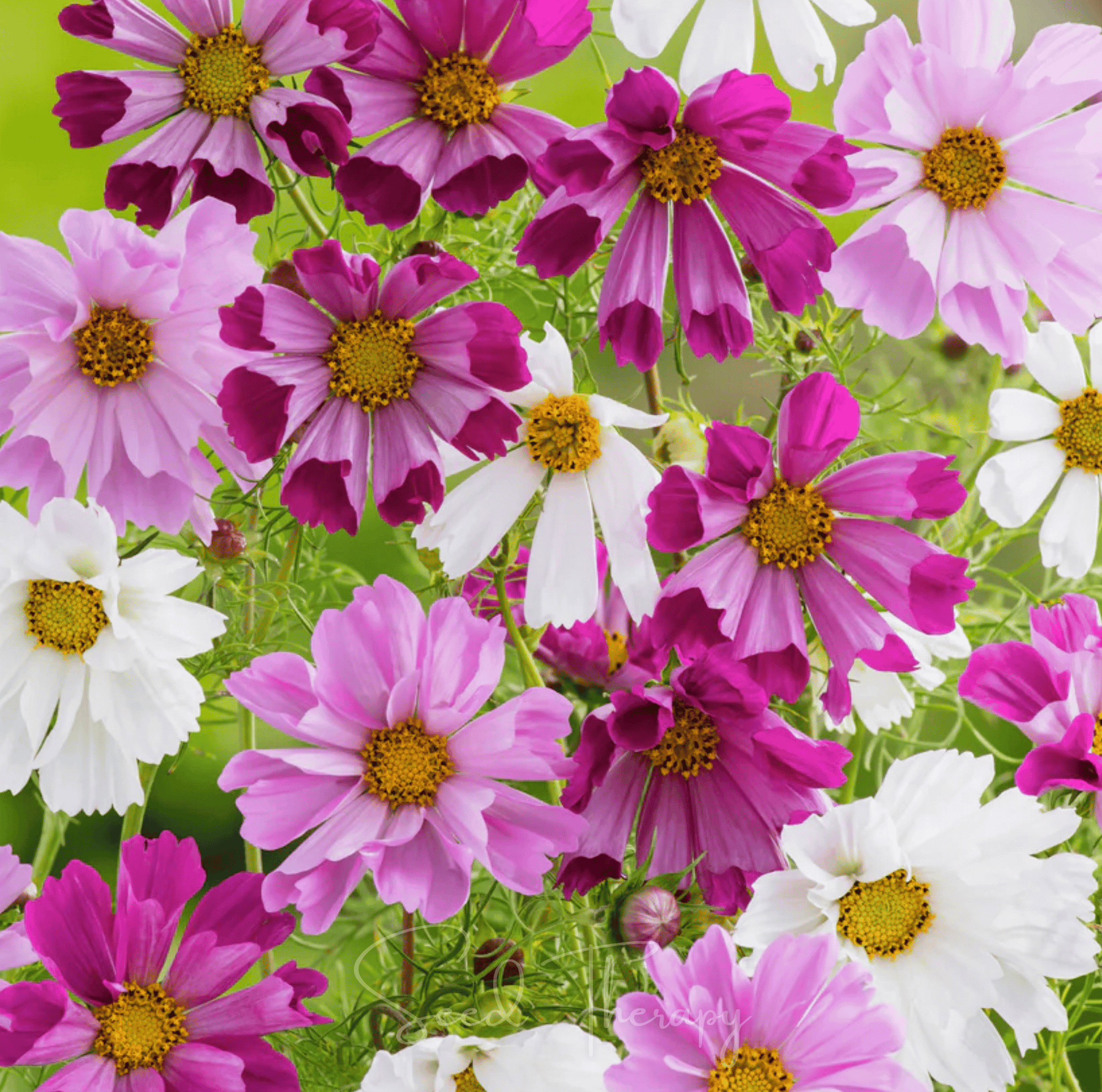 Sea Shells Cosmos seeds packet showing vibrant cosmos bipinnatus flowers, ideal for garden planting and floral decoration.
