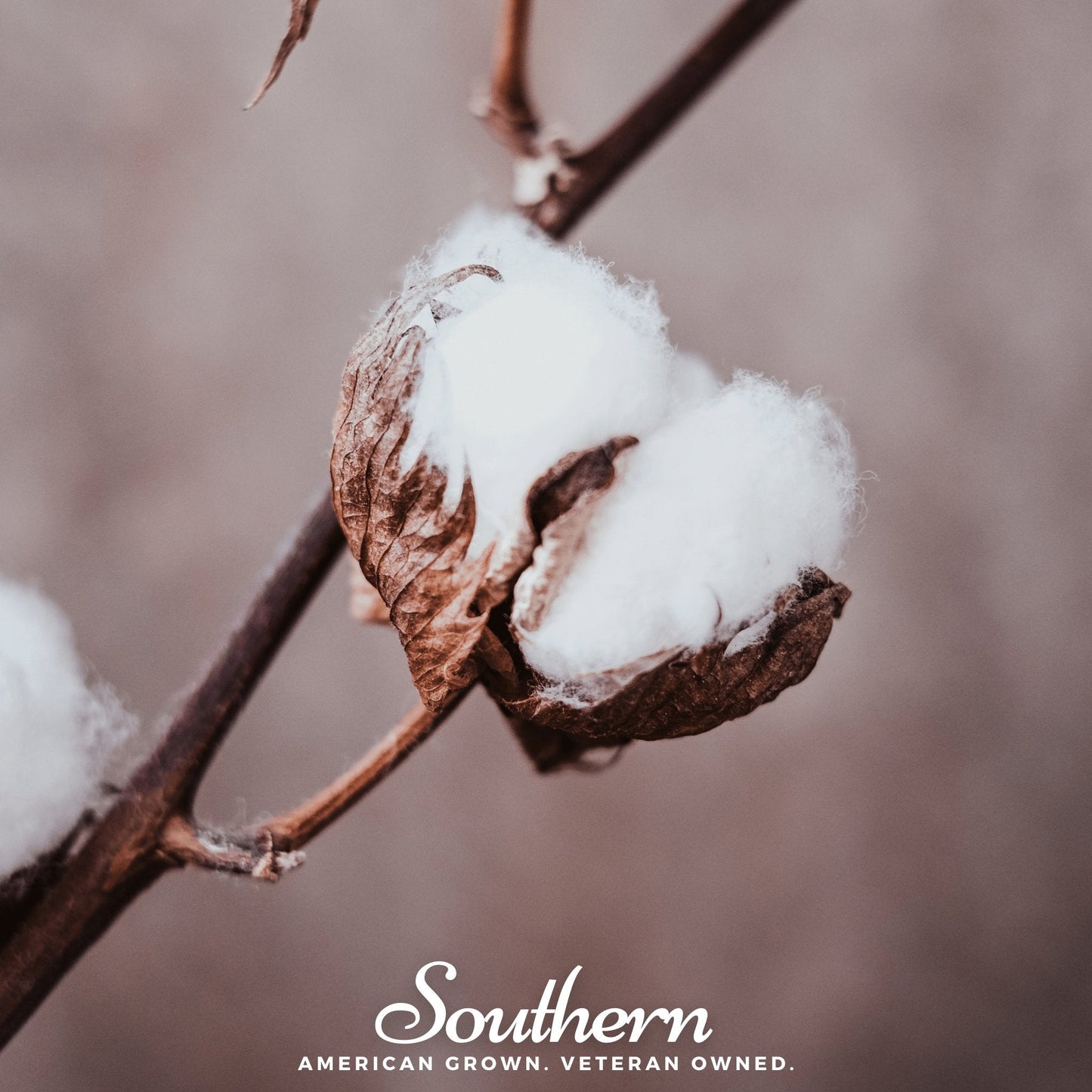 Upland cotton seeds from Southern Seeds, showing 20 Gossypium hirsutum seeds on a white background.