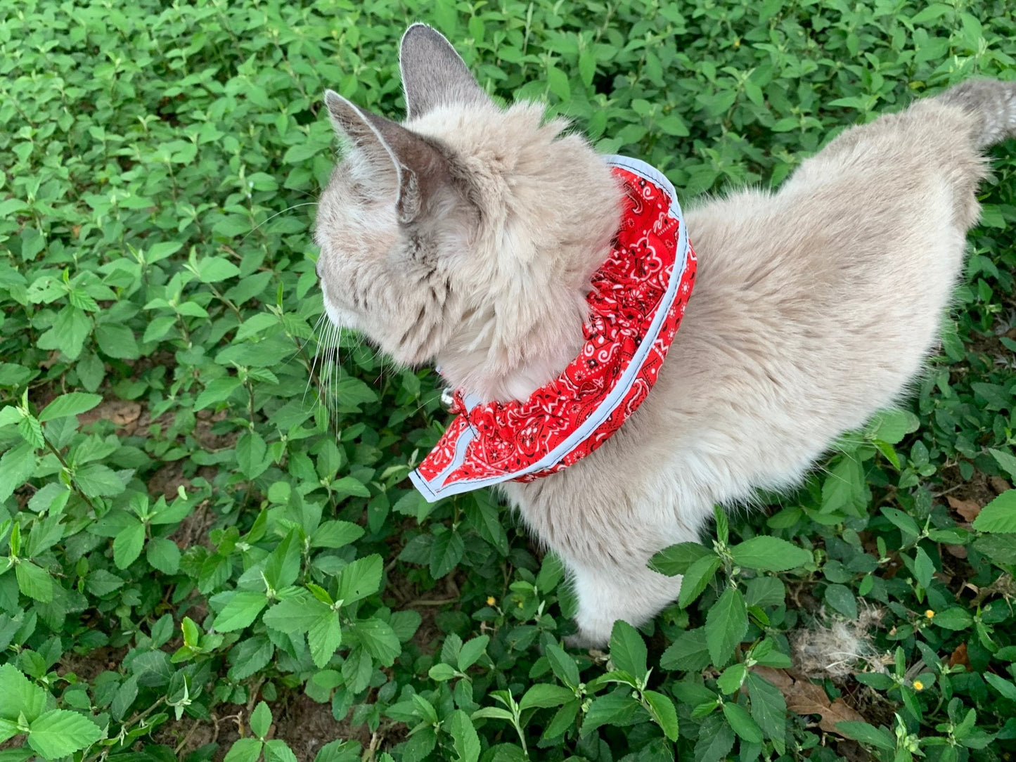 Red breakaway cat collar with bandana from Crazy K Farm Pet and Poultry, designed for safety and style for cats.