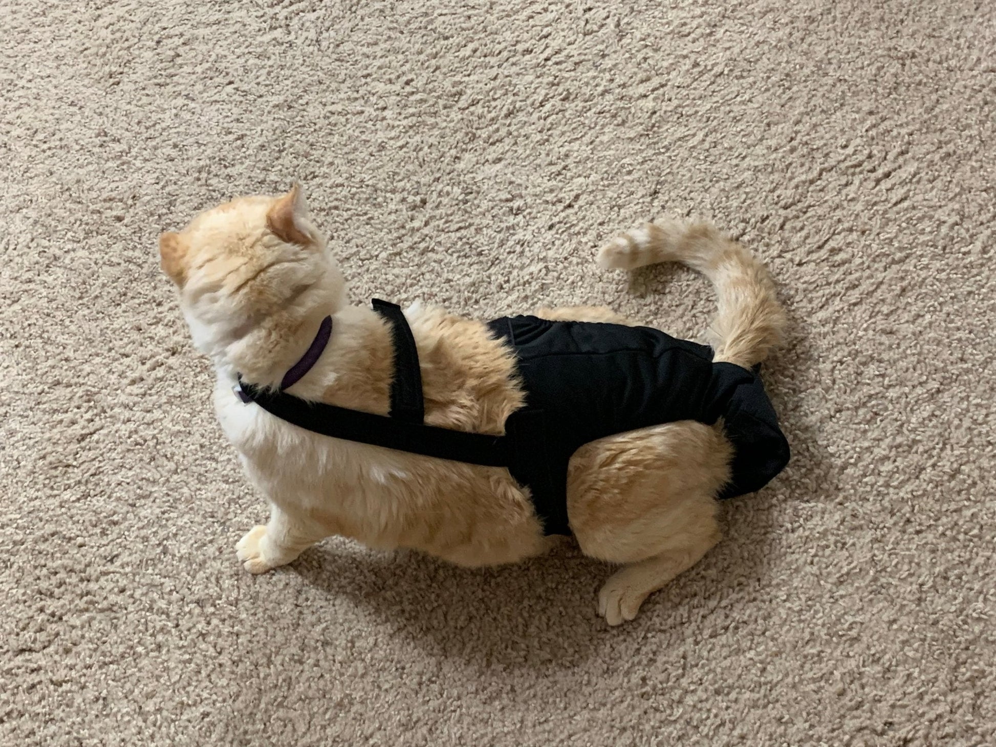 Crazy K Farm Pet and Poultry Diapurr cat diaper in baby leopard print, one size fits most cats, comfortable and secure fit.