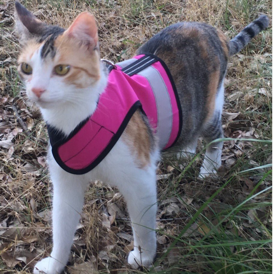 Sunshine yellow Kitty Holster cat harness by Crazy K Farm Pet and Poultry, reflective safety harness for small cats, made in the USA.
