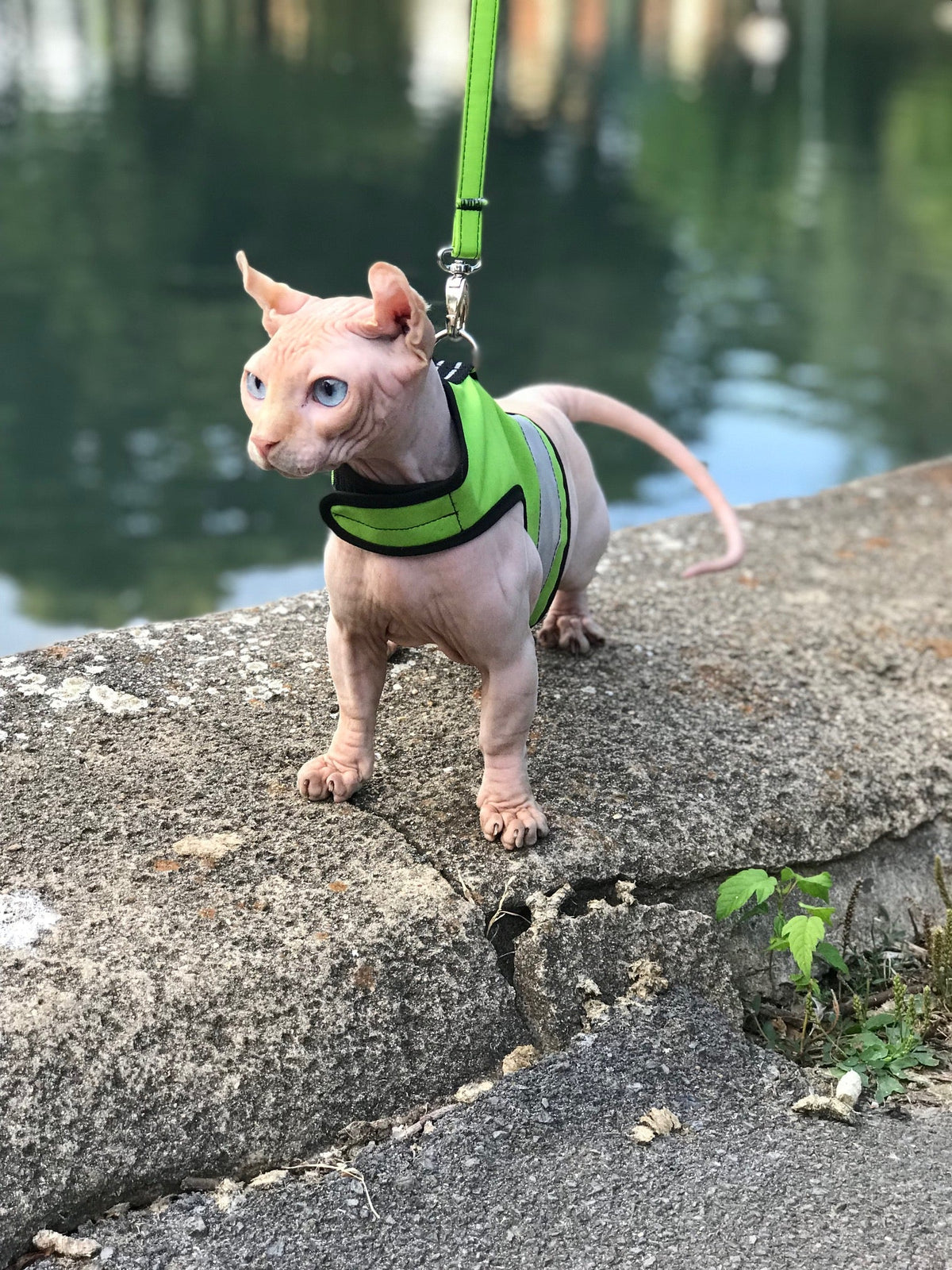 Yellow XS Kitty Holster cat harness by Crazy K Farm Pet and Poultry, reflective safety harness made in the USA, shown on a cat.