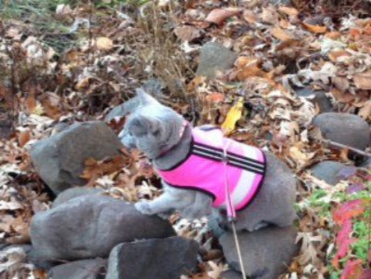 Sunshine yellow Crazy K Farm Pet and Poultry Kitty Holster cat harness in XS size with reflective safety features, made in the USA.