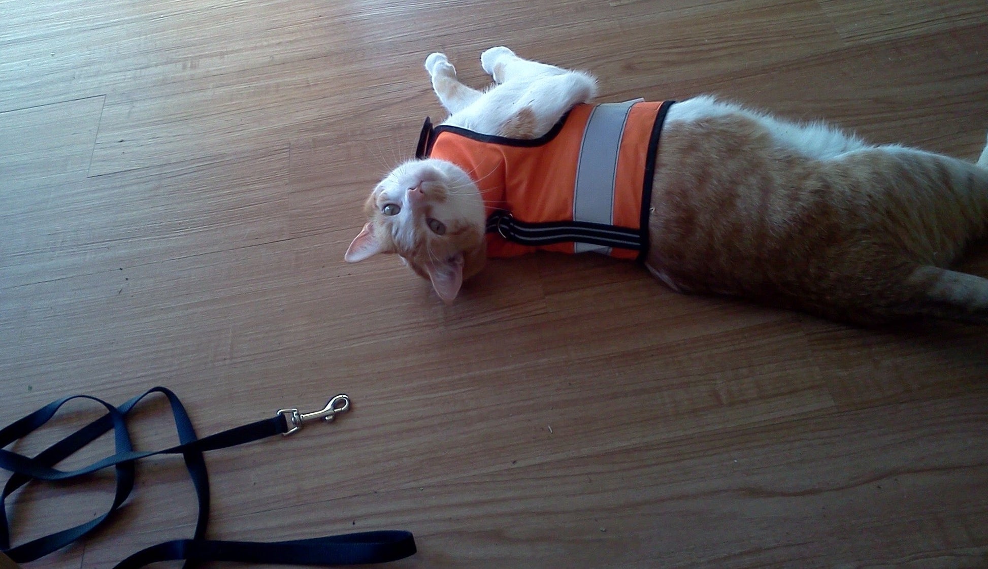 Sunshine yellow Crazy K Farm Pet and Poultry Kitty Holster cat harness with reflective safety features, made in the USA, size XS.