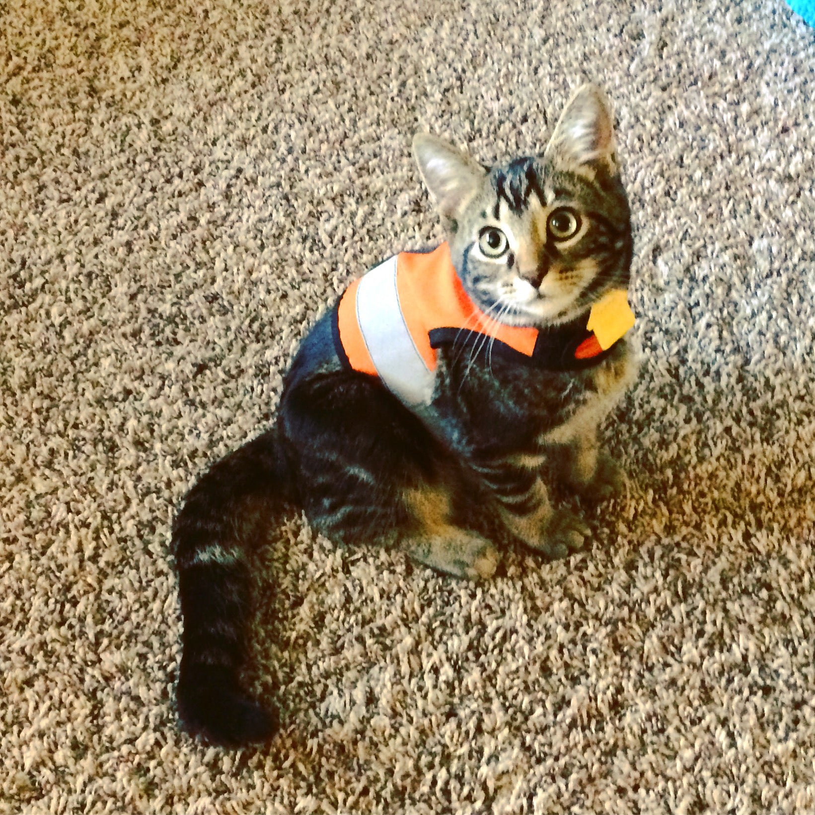 Yellow XS Kitty Holster cat harness by Crazy K Farm Pet and Poultry with reflective safety features, made in the USA.