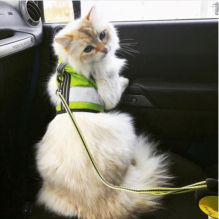 Sunshine yellow XS Crazy K Farm Pet and Poultry Kitty Holster cat harness with reflective safety features, made in the USA.