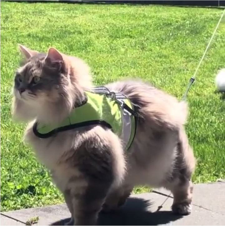 Sunshine yellow Crazy K Farm Pet and Poultry Kitty Holster cat harness with reflective safety features, designed for small cats.