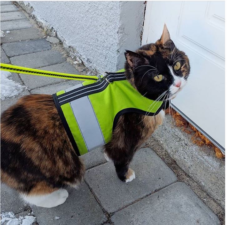 Sunshine yellow Crazy K Farm Pet and Poultry Kitty Holster cat harness with reflective safety features, made in the USA, XS size.