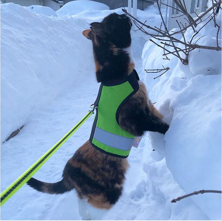 Sunshine yellow Crazy K Farm Pet and Poultry Kitty Holster cat harness with reflective safety features, made in the USA, small size.