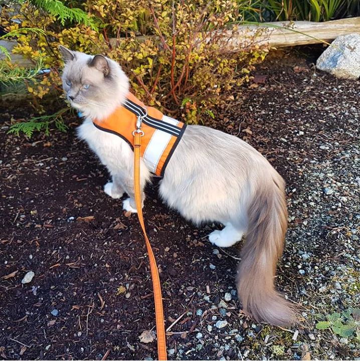 Sunshine yellow Crazy K Farm Pet and Poultry Kitty Holster cat harness with reflective safety features, made in the USA, size XS.