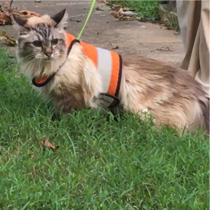 Sunshine yellow Kitty Holster cat harness by Crazy K Farm Pet and Poultry, made in USA, reflective safety harness for small cats.