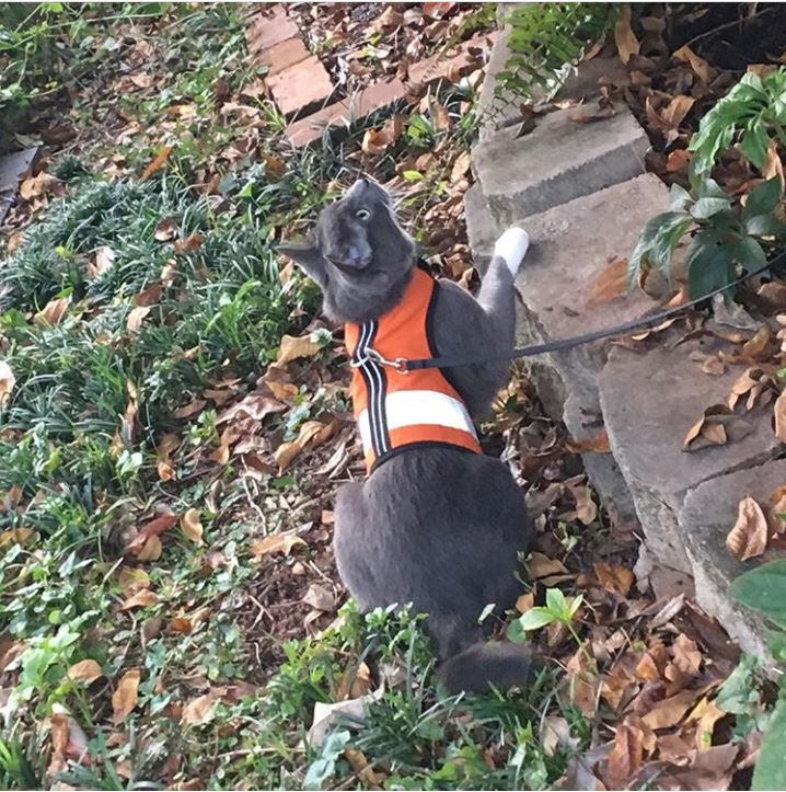 Yellow Kitty Holster cat harness by Crazy K Farm Pet, made in USA, reflective safety harness for small cats, adjustable fit.