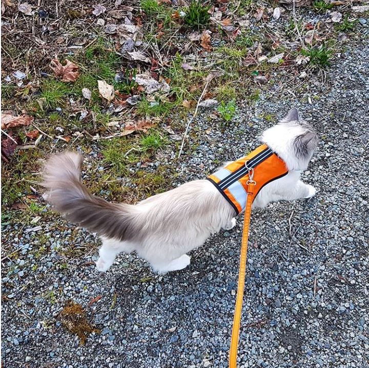 Sunshine yellow Kitty Holster cat harness by Crazy K Farm Pet and Poultry, made in USA with reflective safety features, XS size.