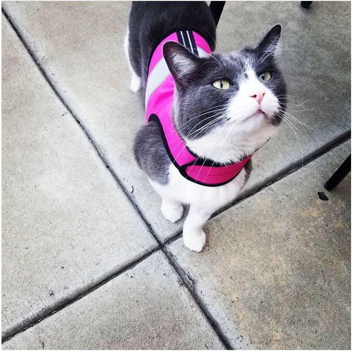 Yellow XS Crazy K Farm Pet and Poultry Kitty Holster cat harness with reflective safety features and made in the USA.