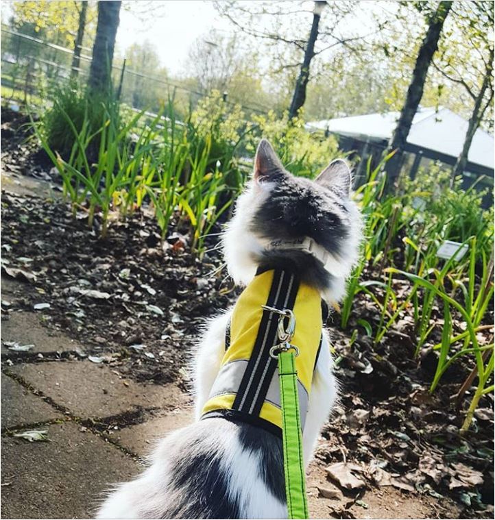 Yellow XS Crazy K Farm Pet and Poultry Kitty Holster cat harness with reflective safety features, made in the USA.