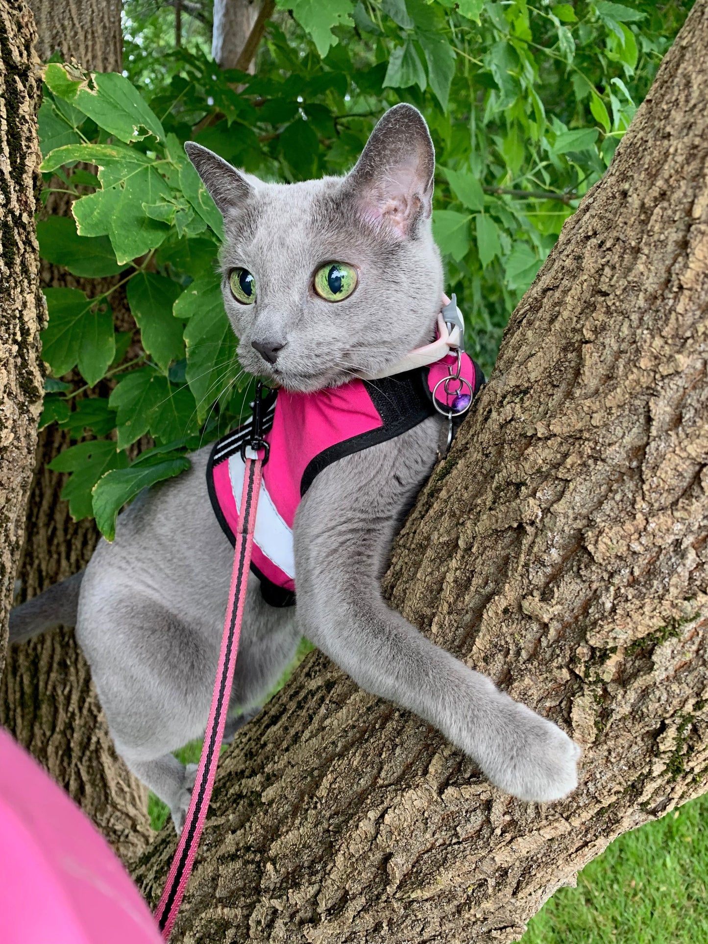 Sunshine yellow Kitty Holster cat harness by Crazy K Farm Pet and Poultry, made in USA, with reflective safety features for small cats.