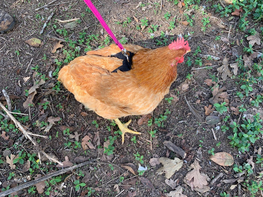Red bandana Hen Saver chicken and duck harness by Crazy K Farm Pet and Poultry, adjustable one-size harness for poultry.