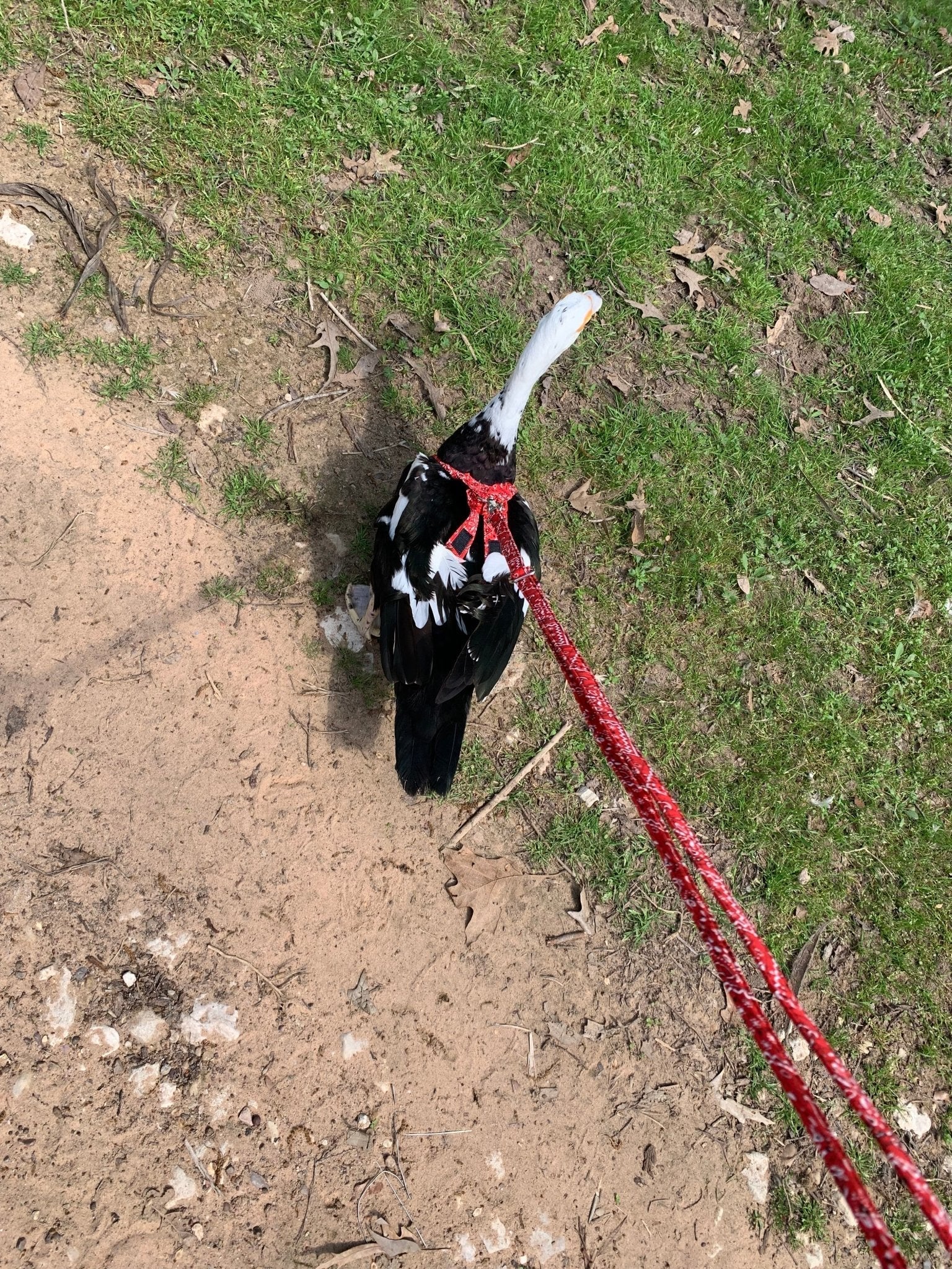 Red bandana chicken harness by Crazy K Farm Pet and Poultry, designed for hens and ducks, adjustable and without a diaper.