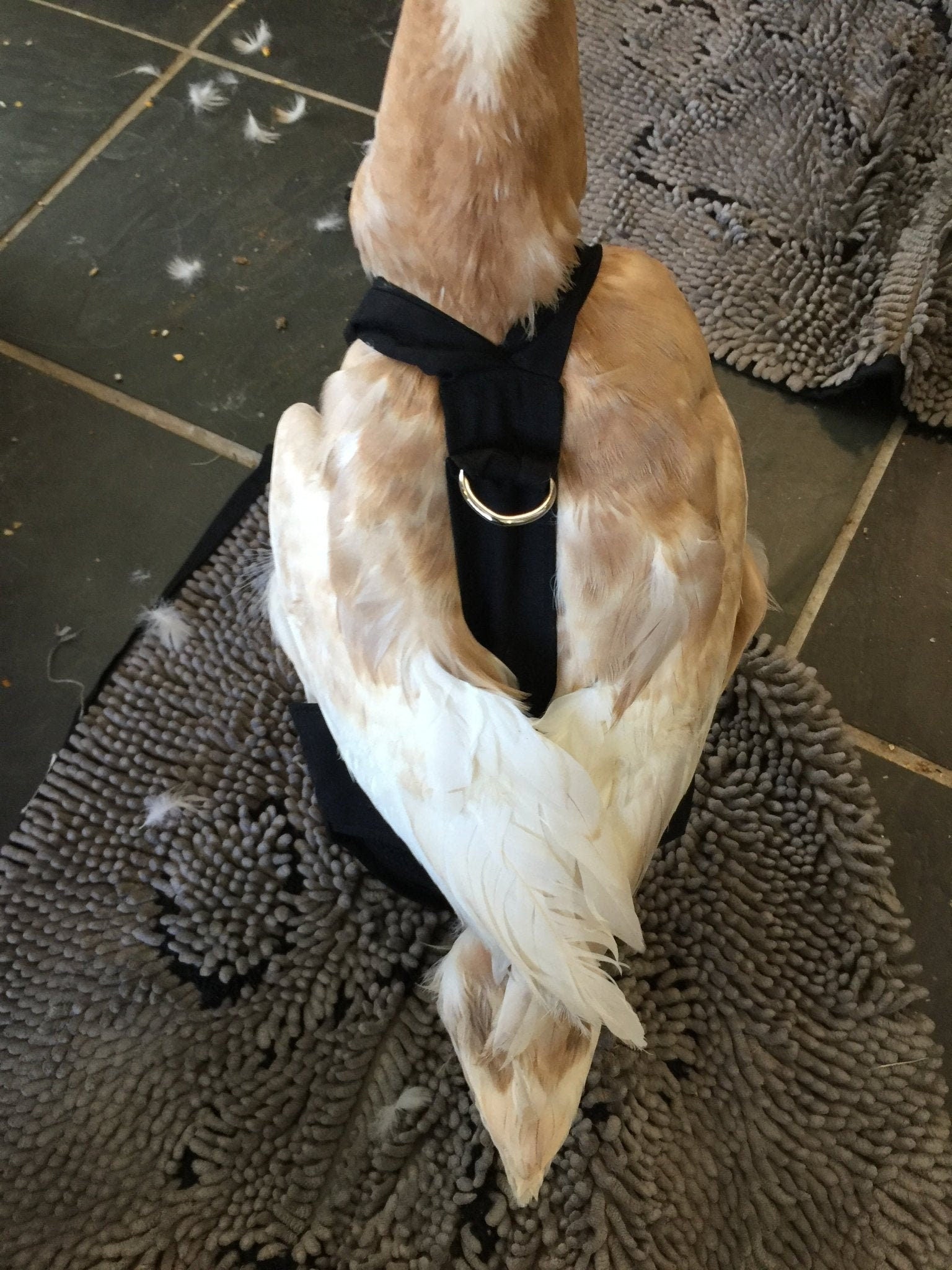 Crazy K Farm duck and goose diaper with removable liners, featuring a fixed chest tab on a hen holster style.
