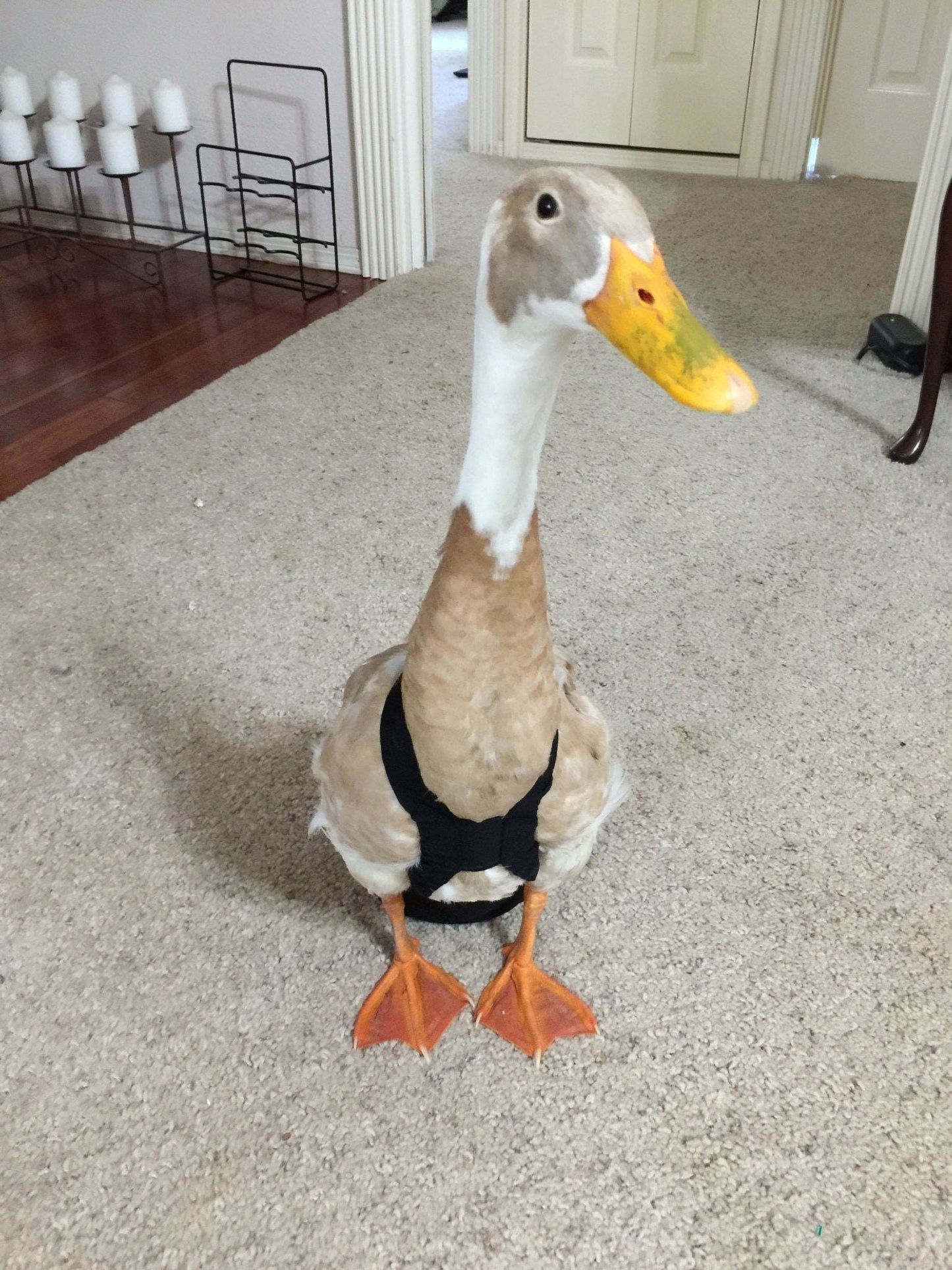 Crazy K Farm duck and goose diaper with removable liners, featuring a fixed chest tab and hen holster for poultry care.