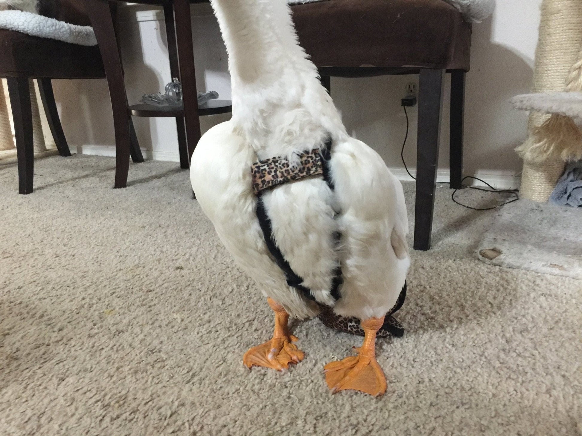 Crazy K Farm duck and goose diaper with removable liners, featuring a fixed chest tab on a hen holster duck in a natural setting.
