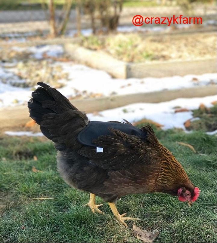 Small navy hen saddle by Crazy K Farm, made in USA, designed for bantam hens, featuring a single strap back pack style chicken apron.