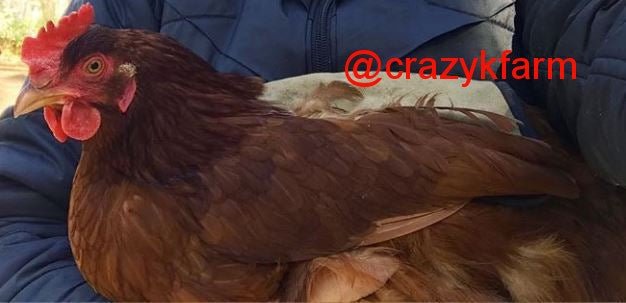 Navy small bantam hen saddle by Crazy K Farm Pet and Poultry, single strap back style, made in USA, for protecting hens.