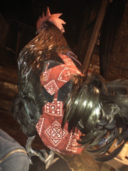 Black chicken, duck, pigeon, and goose diapers with removable vinyl liner and harness from Crazy K Farm Pet and Poultry.